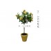 Prop: Potted Rose